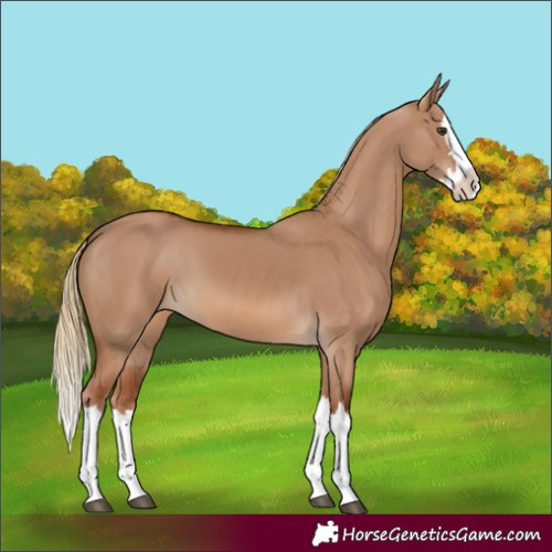 Horse Color:Red Dun Splash 