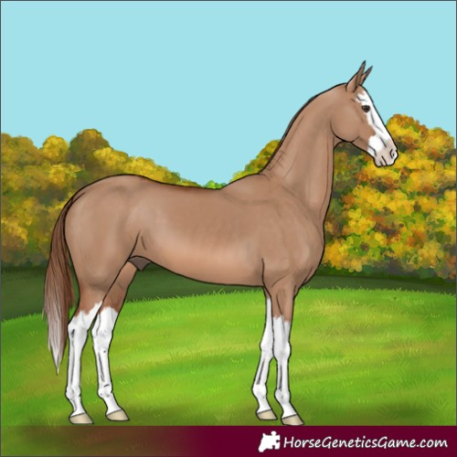 Horse Color:Red Dun Splash 