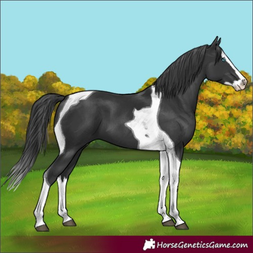 Horse Color:Black Splash Tobiano 
