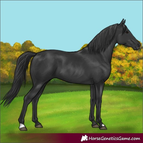 Horse Color:Black 