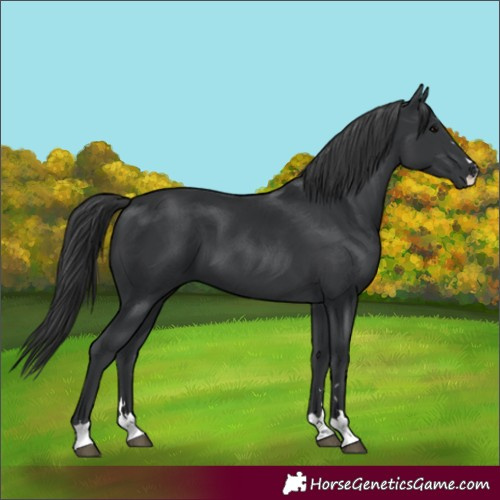 Horse Color:Black 