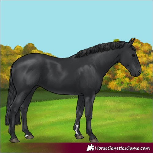 Horse Color:Black 