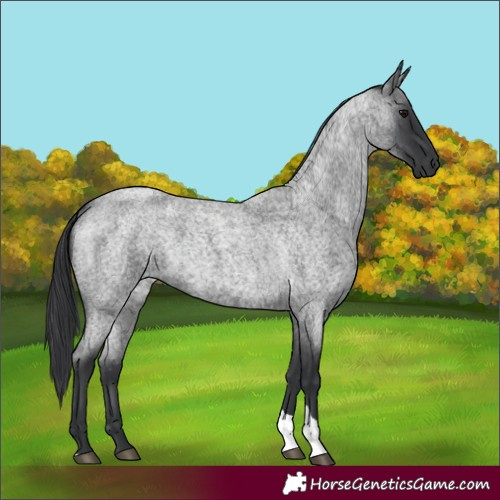 Horse Color:Blue Roan Tobiano Rabicano