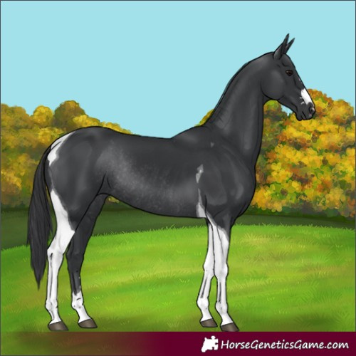 Horse Color:Black Tobiano Rabicano 