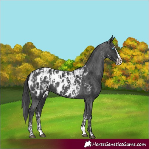 Horse Color:Black Sabino Splash Appaloosa and Black Splash Appaloosa
