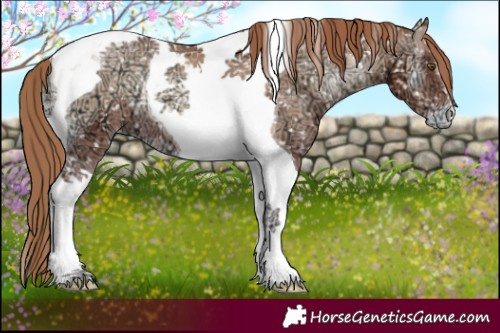 Horse Color:Red Onyx Ice Pearl Tobiano Appaloosa 