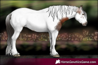 Horse Color:Gray White Spotted Bay Mushroom Tobiano Frame 