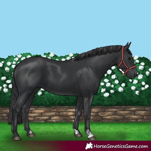 Horse Color:Black  and Black 