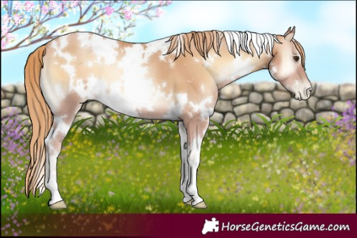 Horse Color:White Spotted Red Onyx Pearl 