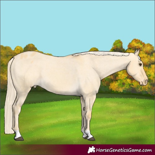 Horse Color:Palomino Dun Appaloosa 