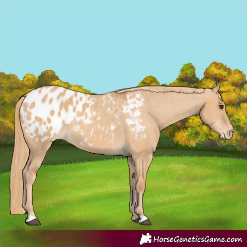 Horse Color:Red Dun Appaloosa