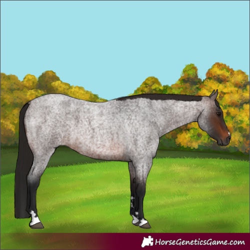 Horse Color:Gray Bay Roan 
