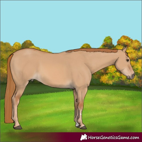Horse Color:Red Dun