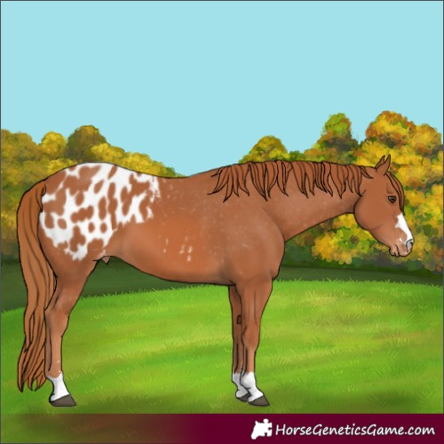 Horse Color:Chestnut Appaloosa 