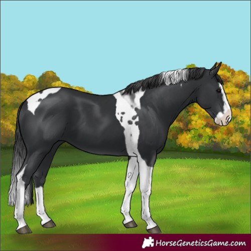 Horse Color:Black Splash Tobiano 