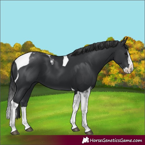 Horse Color:Black Splash Tobiano 