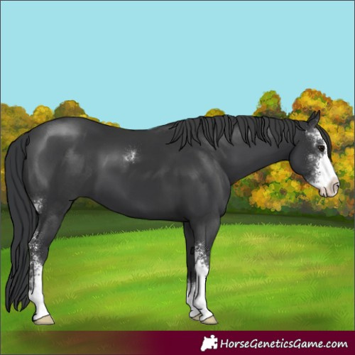 Horse Color:Black Sabino 