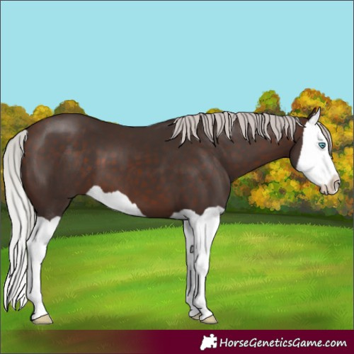 Horse Color:Silver Brown Splash 