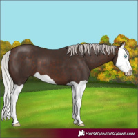Horse Color:Silver Brown Splash