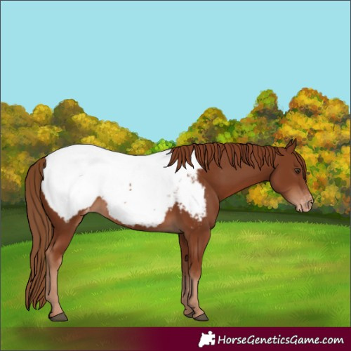 Horse Color:Chestnut Appaloosa