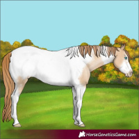 Horse Color:Buckskin Pearl Tobiano Frame Rabicano