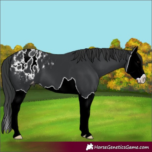 Horse Color:Black Splash Appaloosa