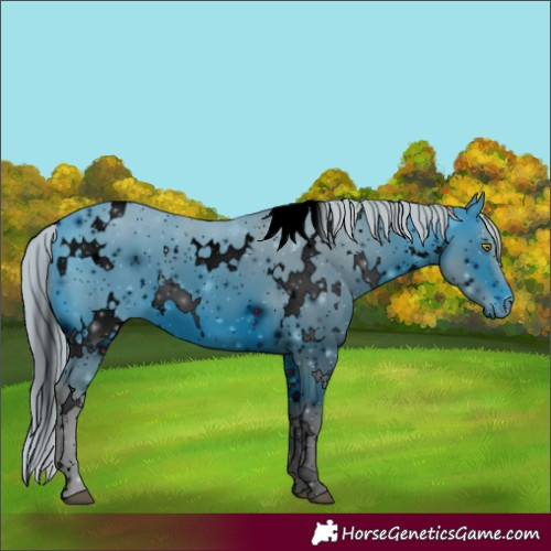 Horse Color:ERROR: UNKNOWN ANOMALY