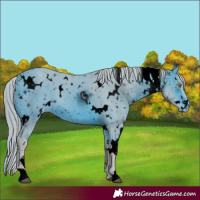 Horse Color:ERROR: UNKNOWN ANOMALY