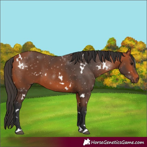 Horse Color:White Spotted Bay 