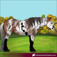 Horse Color:White Spotted Bay