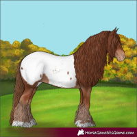 Horse Color:Chestnut Appaloosa 