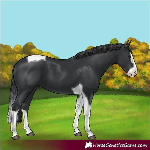 Horse Color:Black Splash Tobiano 