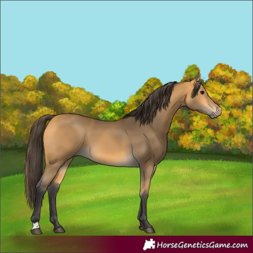 Horse Color:Buckskin