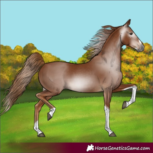 Horse Color:Gray Chestnut Splash Tobiano 