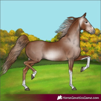 Horse Color:Gray Chestnut Splash Tobiano 