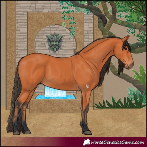 Horse Color:Bay 