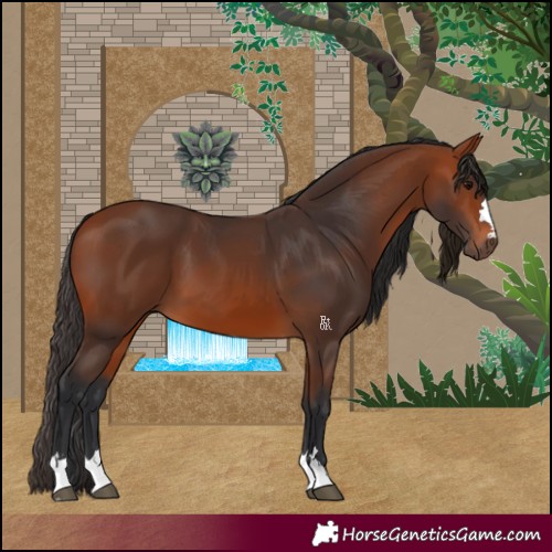 Horse Color:Bay 