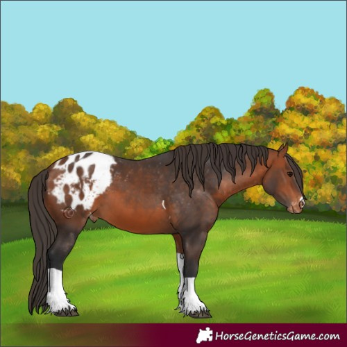 Horse Color:Bay Tobiano Appaloosa