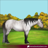 Horse Color:Gray Bay Roan 