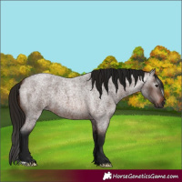 Horse Color:Gray Bay Roan 