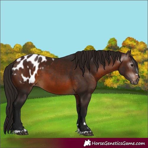 Horse Color:Gray Bay Appaloosa 