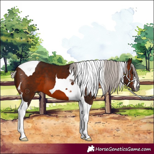 Horse Color:Gray Silver Bay Tobiano 
