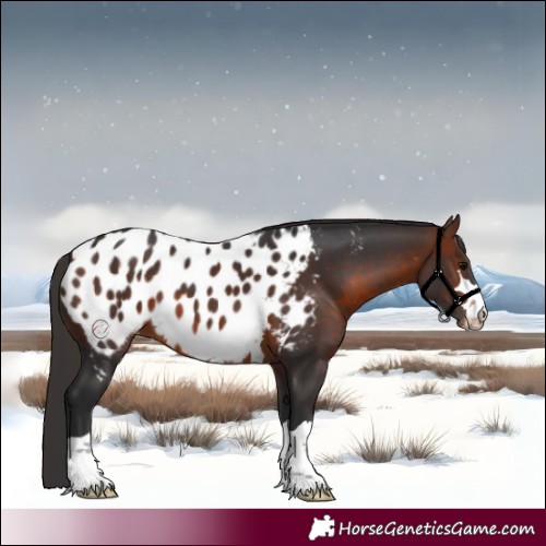 Horse Color:Brown Appaloosa 