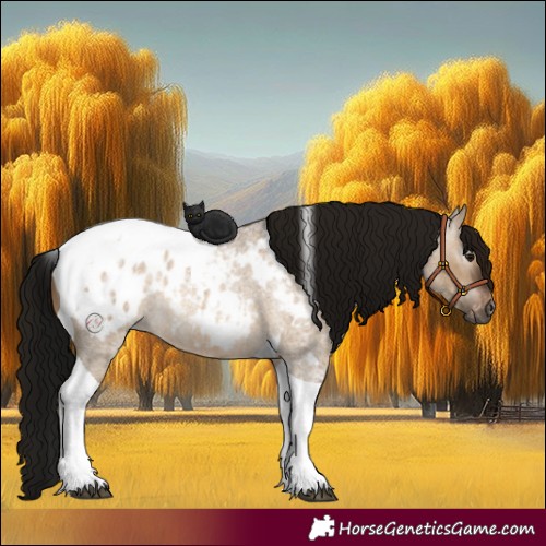 Horse Color:Gray Bay Roan Dun Tobiano Appaloosa 