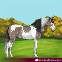 Horse Color:Brown Dun Sabino Splash Tobiano 