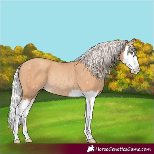 Horse Color:Silver Classic Champagne Splash Rabicano 