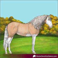 Horse Color:Silver Classic Champagne Splash Rabicano