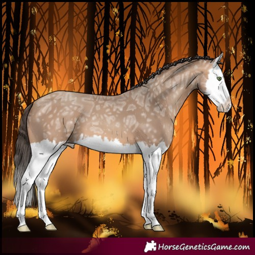 Horse Color:Amber Champagne Ice Splash 