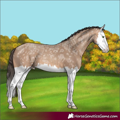 Horse Color:Amber Champagne Ice Splash 