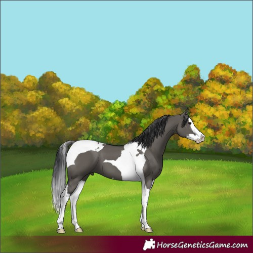 Horse Color:Grullo Splash Tobiano
